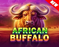 african buffalo